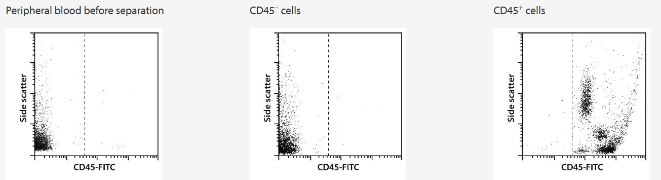 Separation of human leukocyte-enriched buffy coat using CD45 MicroBeads, an MS Column, and a MiniMACS Separator. Cells are stained with CD45-FITC.